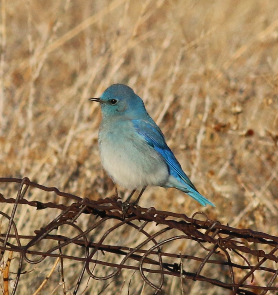 Mountain Bluebird  The Audubon Birds & Climate Change Report