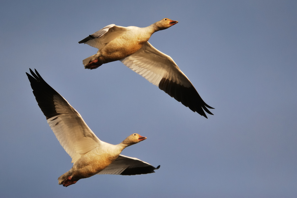 Snow Geese  U.S. Fish & Wildlife Service