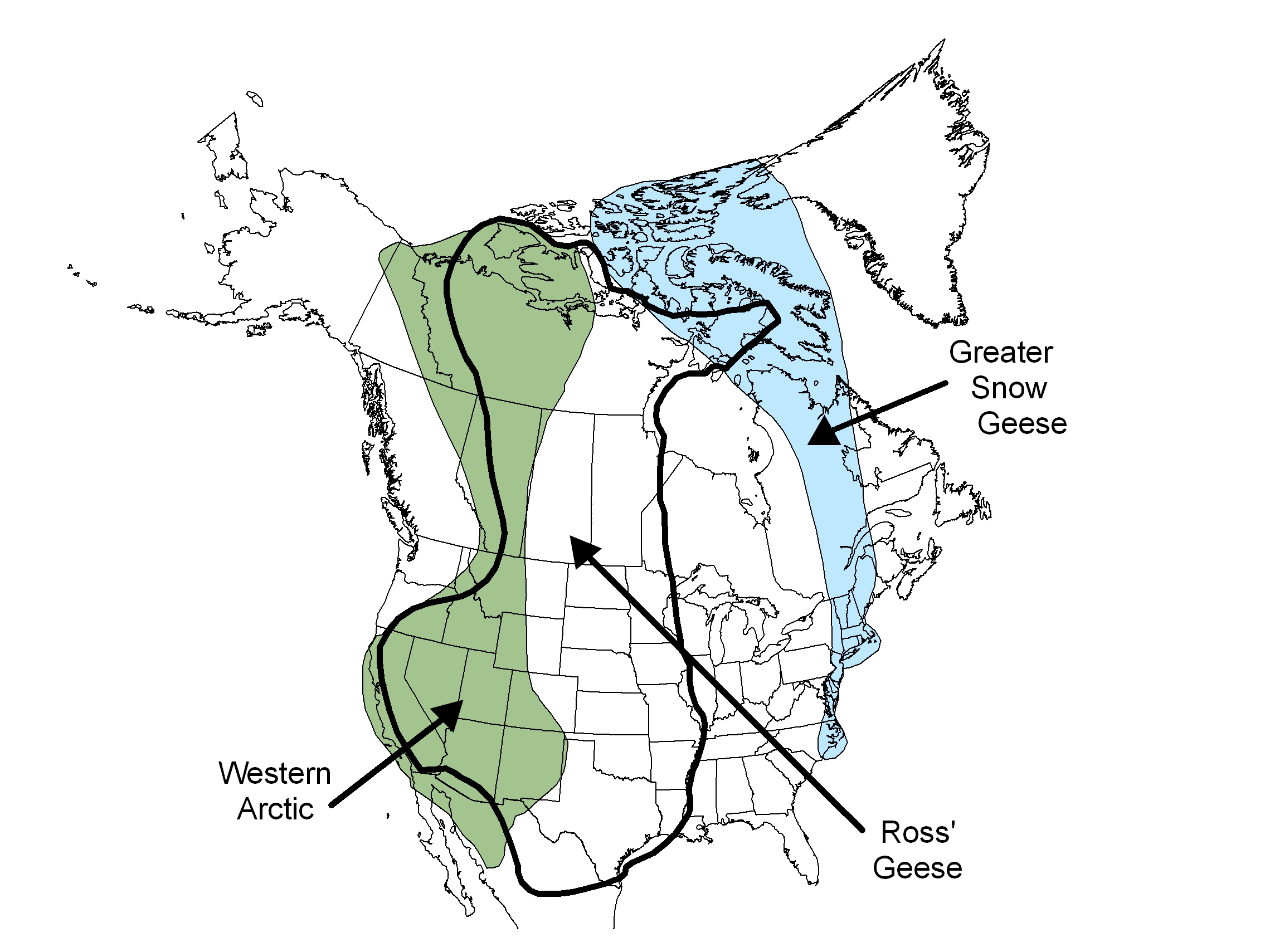 Canada geese migration outlet pattern