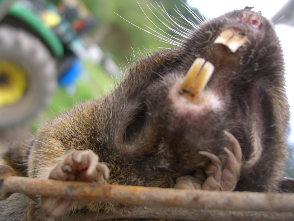 What do gophers go for in L.A.? Stories from ISeeChange