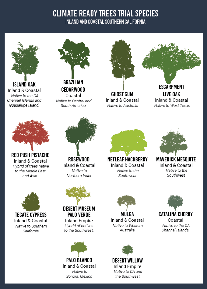 Kinds of trees. Виды деревьев. Деревья виды и названия. Species of Trees.