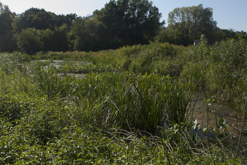 This natural stormwater pond replaced the previous concrete swale. Since it was replaced, Wolf said, there have been no major flooding issues.