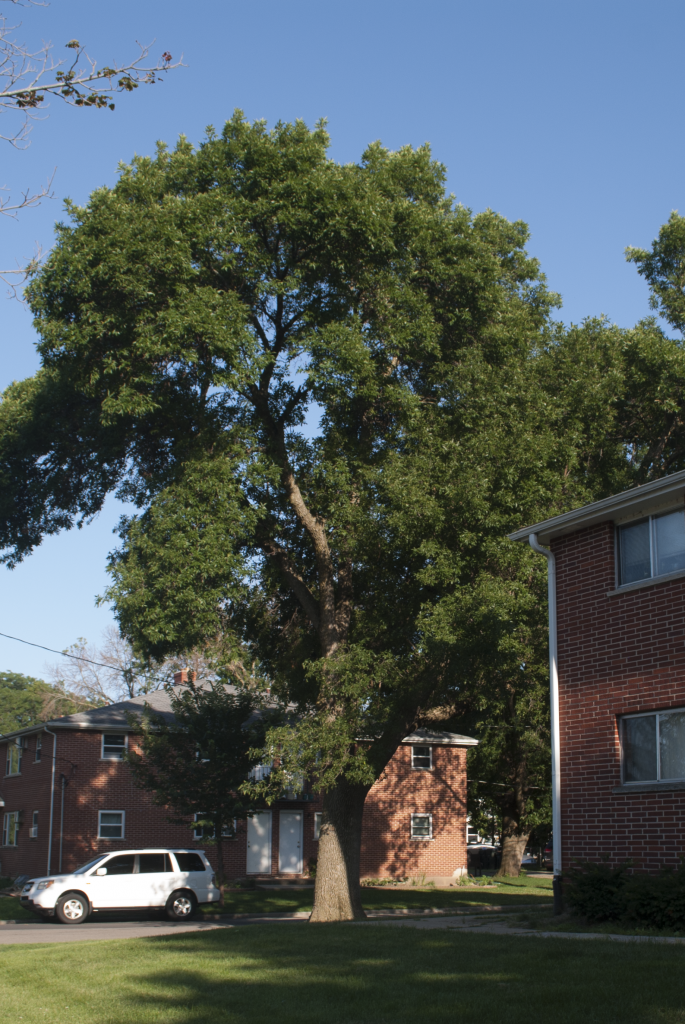 This ash tree shades Wolf’s apartment, but it has emerald ash borer. The city regularly treats the tree for the disease, and so far it’s doing well. Losing this tree would cause Wolf’s apartment to heat up even more.